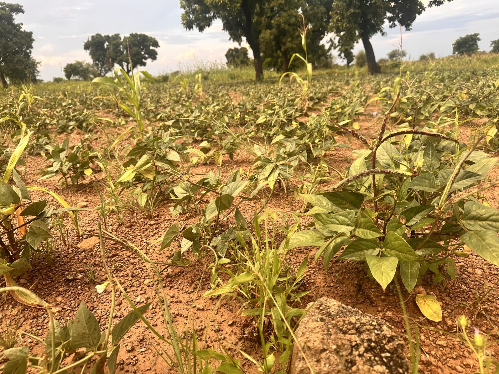 Propriété à Loumbila/Poedogo I, Ouagadougou